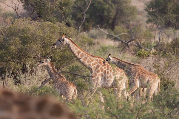 Girafe Afrique Sud Par Une Journée Ensoleillée Hiver — Photo