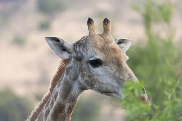 Girafe Afrique Sud Par Une Journée Ensoleillée Hiver — Photo