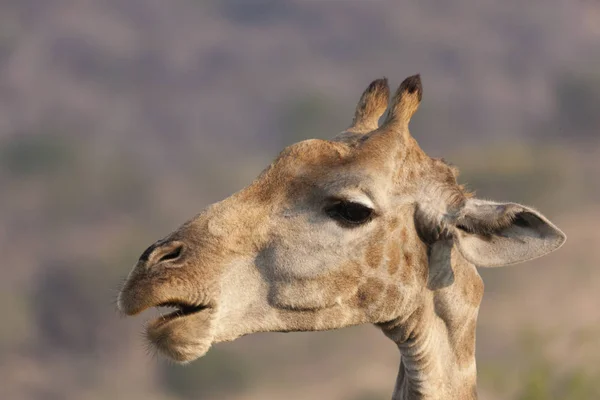 Girafe Afrique Sud Par Une Journée Ensoleillée Hiver — Photo