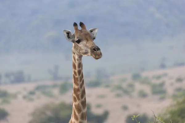 Girafe Afrique Sud Par Une Journée Ensoleillée Hiver — Photo