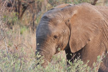 Güneşli bir kış gününde Güney Afrika fili yakın planda.