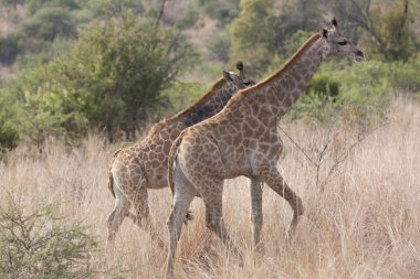 Güney Afrika zürafası bulutlu bir kış gününde yakın planda.