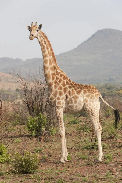 Girafe Sud Africaine Gros Plan Sur Une Journée Nuageuse Hiver — Photo