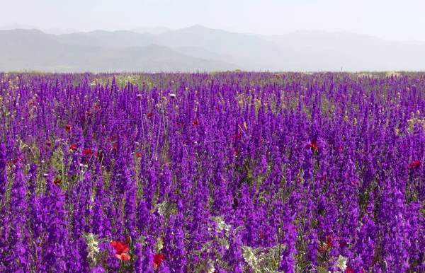 晴れた夏の日にアルメニアは青い畑を咲かせます — ストック写真