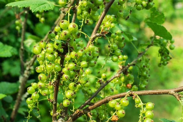 Cespuglio Ribes Rosso Con Bacche Verdi Acerbe Rami — Foto Stock