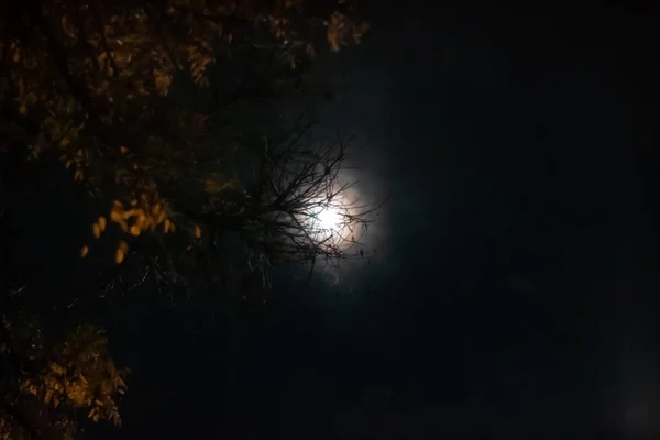 A bright moon breaks through the branches of a tree in the night Stock Picture