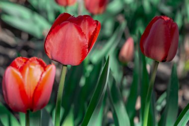 Parktaki bir grup kırmızı lale. Bahar manzarası.