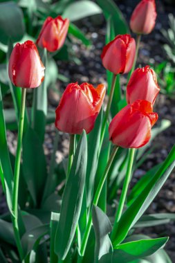 Parktaki bir grup kırmızı lale. Bahar manzarası.