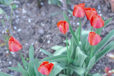 Parktaki bir grup kırmızı lale. Bahar manzarası.