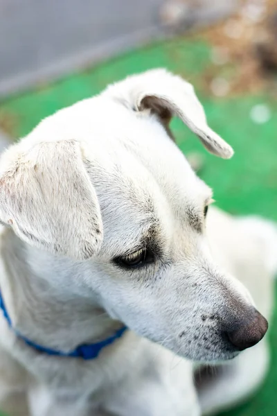 Cão Amigável Close Uma Lente Olho Peixe — Fotografia de Stock