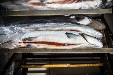 Soğumuş balık kafaları fabrikada işlem ve ambalaj için hazırlandı..