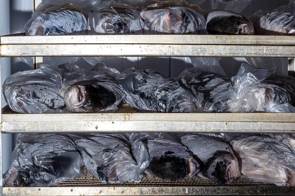 Pesce fresco refrigerato sugli scaffali predisposti per la lavorazione e l'imballaggio in fabbrica — Foto Stock