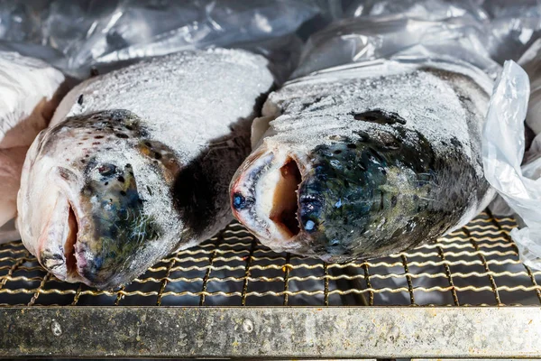 Teste di pesce refrigerate sono disposti per la lavorazione e l'imballaggio in fabbrica — Foto Stock