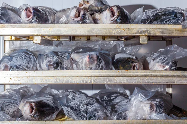 Pesce fresco refrigerato sugli scaffali predisposti per la lavorazione e l'imballaggio in fabbrica — Foto Stock