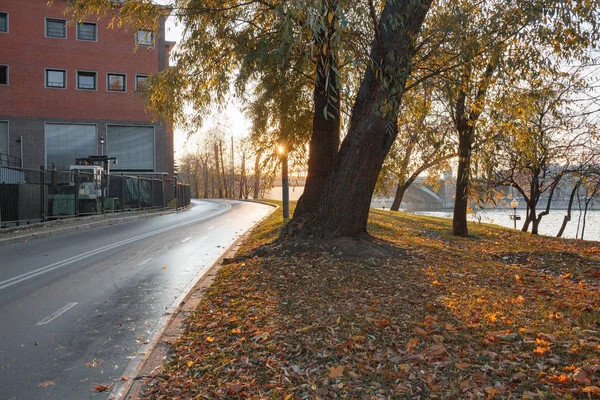 Camino en el parque al atardecer con un árbol —  Fotos de Stock