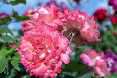 Bulutlu mavi gökyüzünün arka planında pembe çiçekler. Gül floribunda