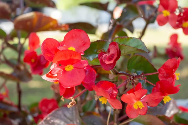 Red flowers on a background of green garden. Tuberous begonia — Stock Photo, Image