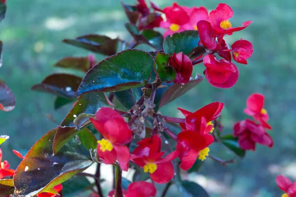 Red flowers on a background of green garden. Tuberous begonia — Stock Photo, Image