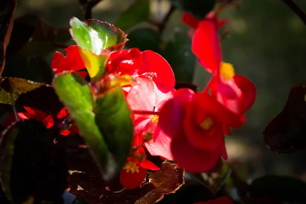 Красные цветы на фоне зеленого сада. Туберный бегония — стоковое фото