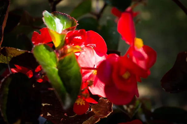 Red flowers on a background of green garden. Tuberous begonia — Stock Photo, Image