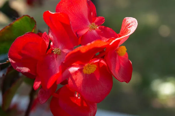 Red flowers on a background of green garden. Tuberous begonia — Stock Photo, Image