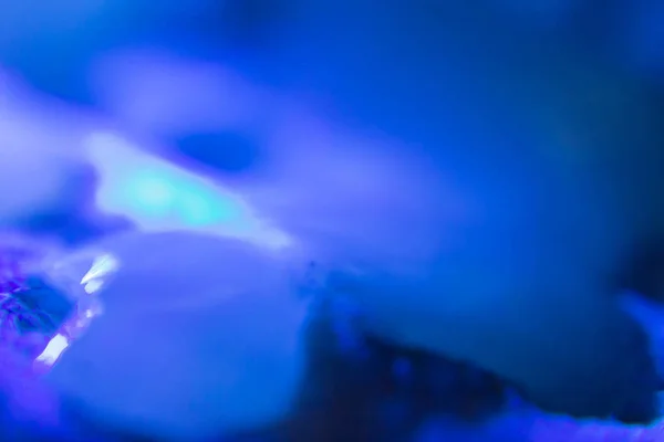 Сперма под ультрафиолетовым светом. Сперматозоиды Стоковое Фото