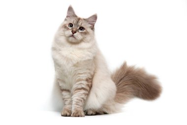 Neva maskeli balo kedi beyaz bir arka plan üzerinde