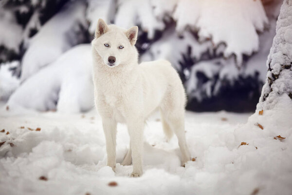 White Siberian husky dog in a snowy forest. Artistic photo of a dog.