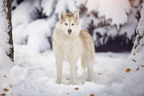 Siberiano cão husky na floresta de neve . — Fotografia de Stock