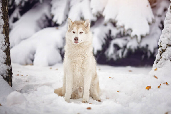 Siberian husky dog in the snow forest. Artistic photo of a dog.