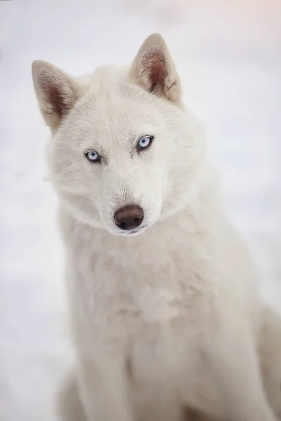 Karlı bir ormandaki bir beyaz Sibirya husky köpek portresi. — Stok fotoğraf