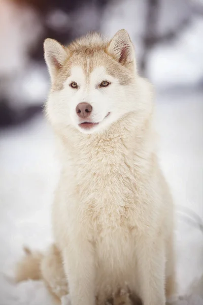 Portret Van Een Witte Siberische Husky Hond Een Besneeuwde Forest — Stockfoto