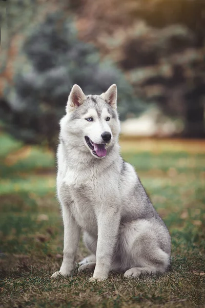 Siberian husky hund i skogen. — Stockfoto