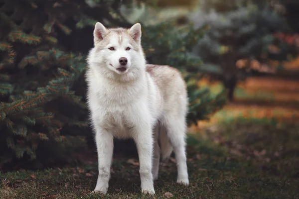 Siberische husky hond in het bos. — Stockfoto