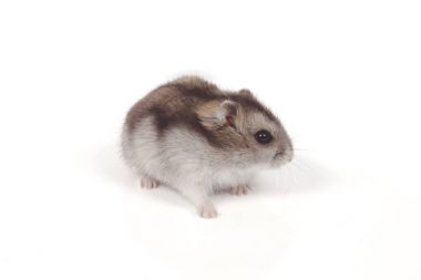 Beyaz bir arka planda hamster