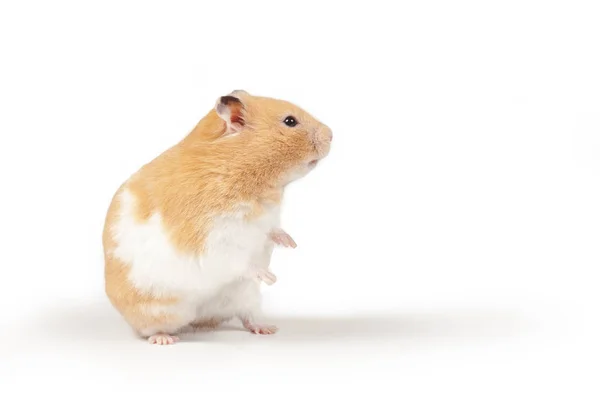 Hamster Vit Bakgrund — Stockfoto