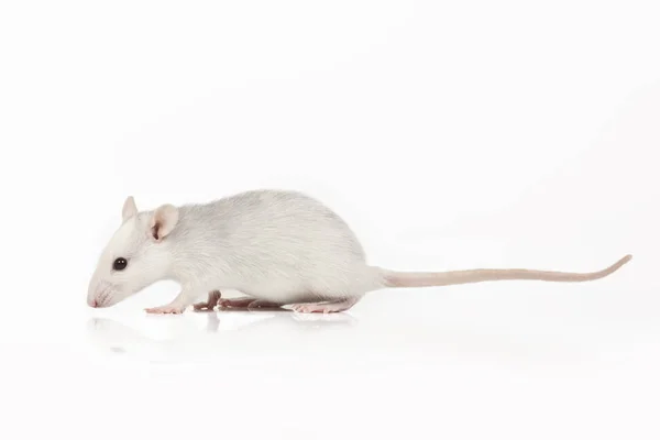 Rat Isolated White Background — Stock Photo, Image