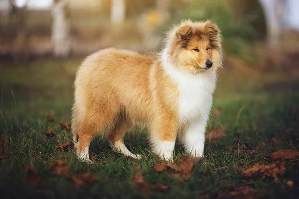 Mooie Sheltie hond over de aard — Stockfoto