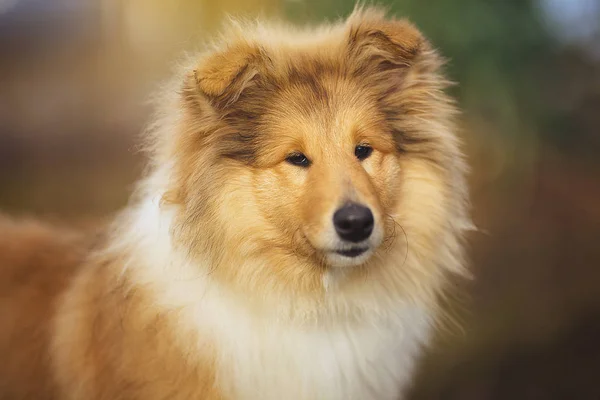 Mooie Sheltie hond over de aard — Stockfoto