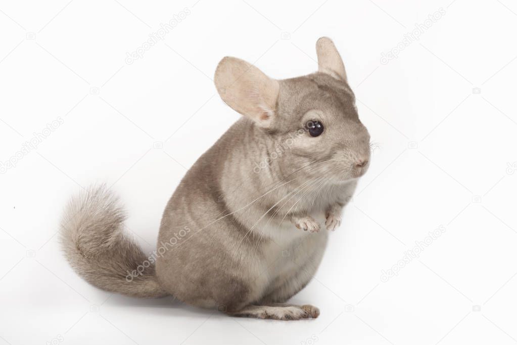 Cute chinchilla isolated on white background.