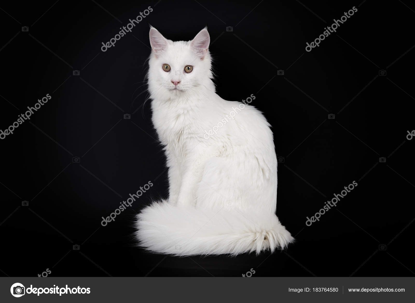 Biały Kot Maine Coon Siedzi Na Czarnym Tle Zdjęcie Stockowe