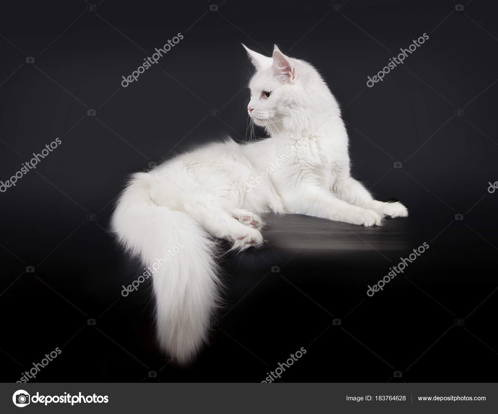 Biały Kot Maine Coon Na Czarnym Tle Zdjęcie Stockowe Moredix