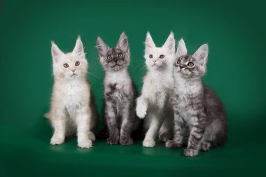 Maine Coons studio yeşil arka plan üzerinde poz dört güzel genç kedicik.