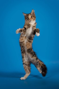 Bir mavi stüdyo arka plan üzerinde oynarken çok komik Maine Coon yavru kedi. Komik hayvan.