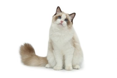 Bez Bebek kedi beyaz bir arka plan üzerinde.