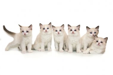 Altı sevimli beyaz ragdoll kedi beyaz zemin üzerine mavi gözlü.