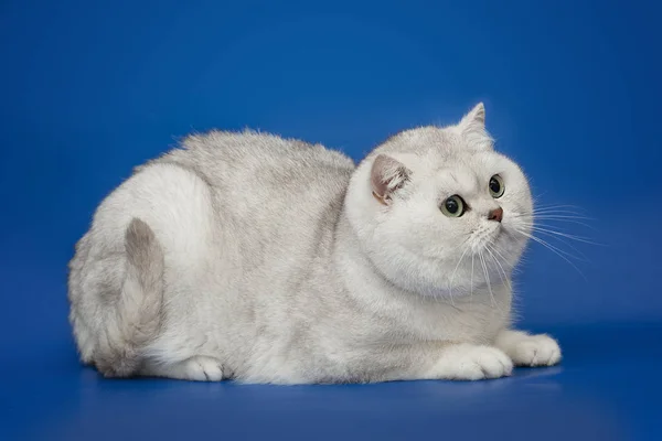 Blanco hermoso británico gato en estudio fondo — Foto de Stock