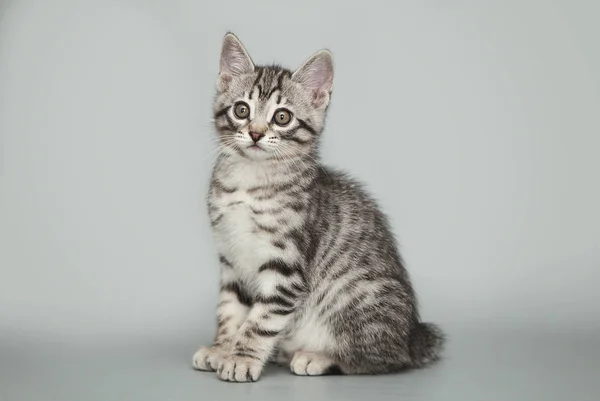 Gri, küçük bir stüdyo arka plan üzerinde yavru kedi çizgili. — Stok fotoğraf