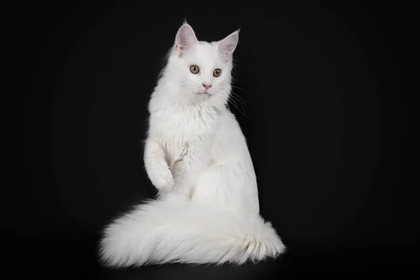 Weiße Katze Maine Coon sitzt auf schwarzem Hintergrund. — Stockfoto