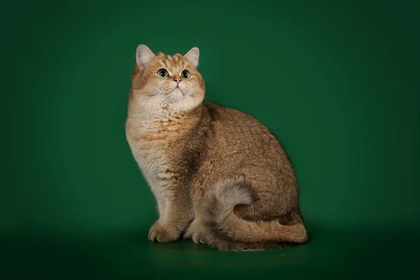 Brit stúdió zöld alapon arany csincsilla macska. — Stock Fotó